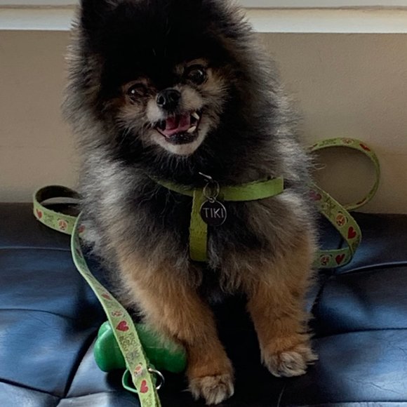 Whizzotech Adjustable Pet Cartier Medium - Picture 3 of 3